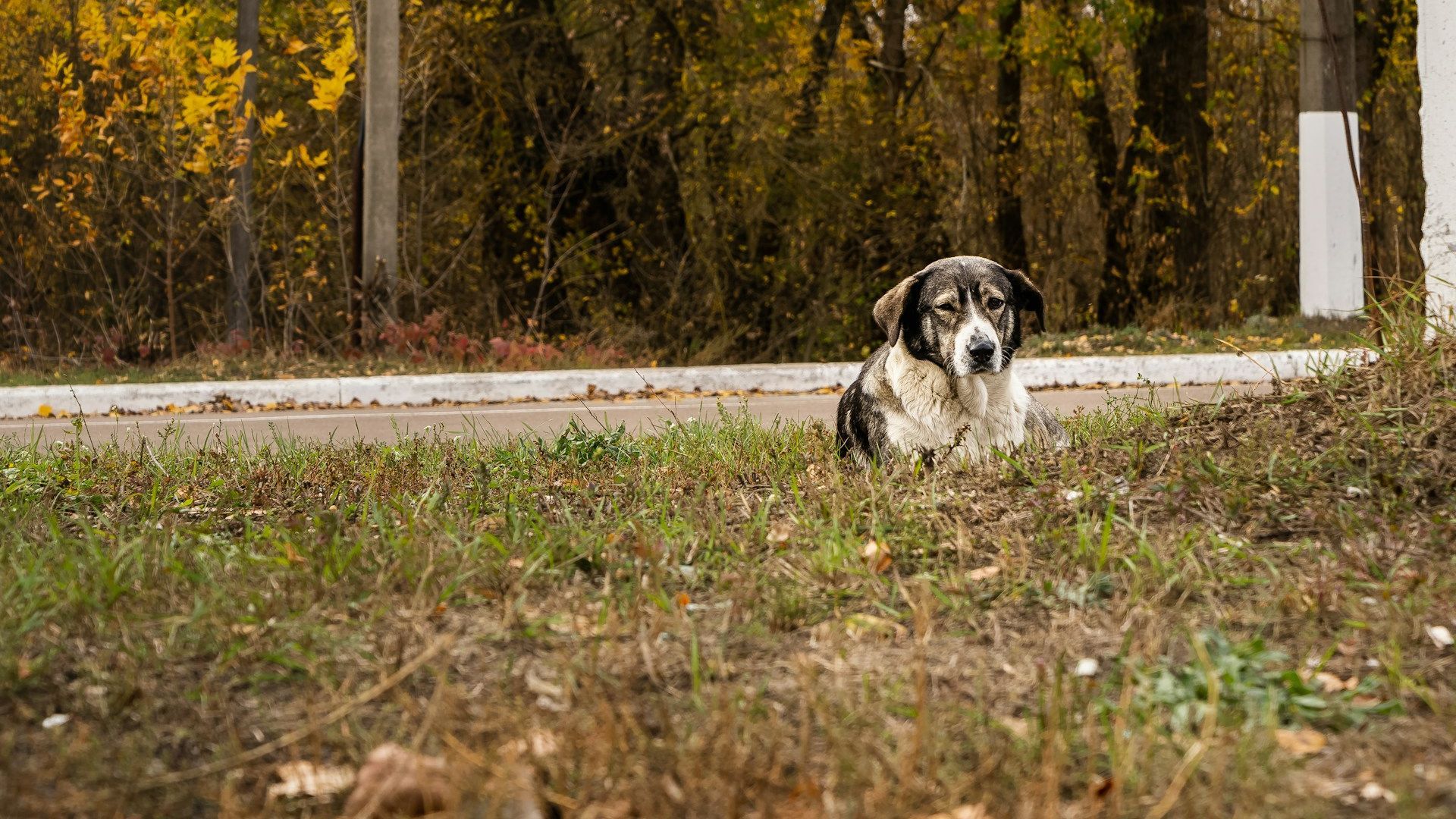 ¿Los perros de Chernóbil mutan o se adaptan al medio radiactivo?