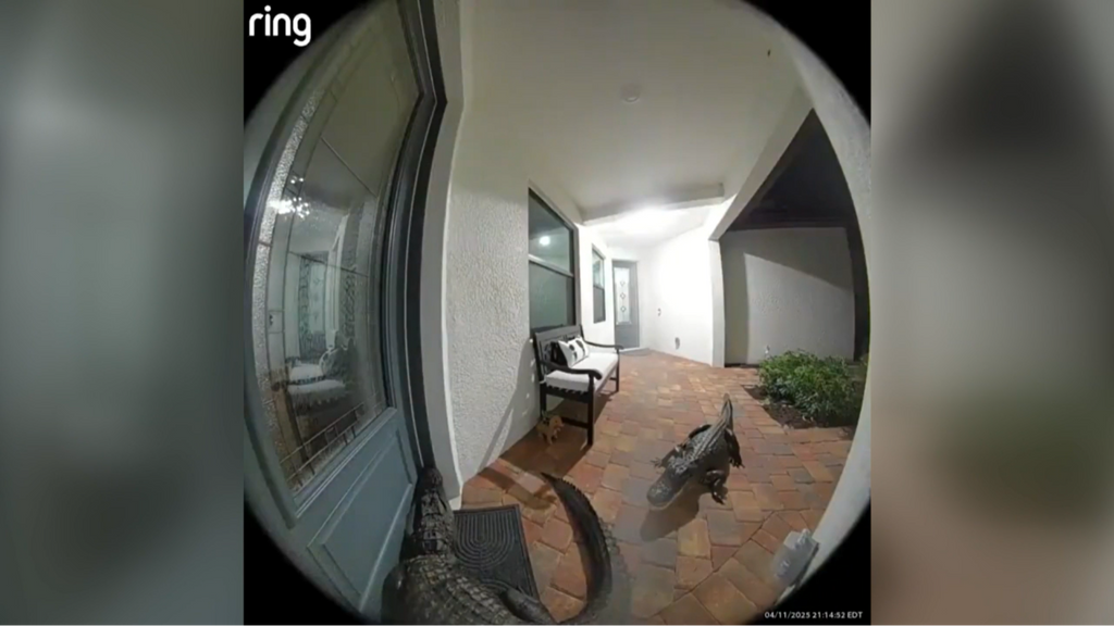 La aterradora visita de dos caimanes a una casa de Florida, EEUU: las cámaras de seguridad grabaron su intento de entrada