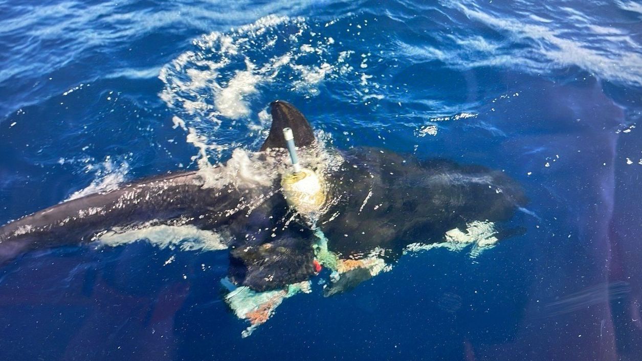 La orca enmallada que han rescatado en Cádiz. La orca enmallada que han rescatado en Cádiz.