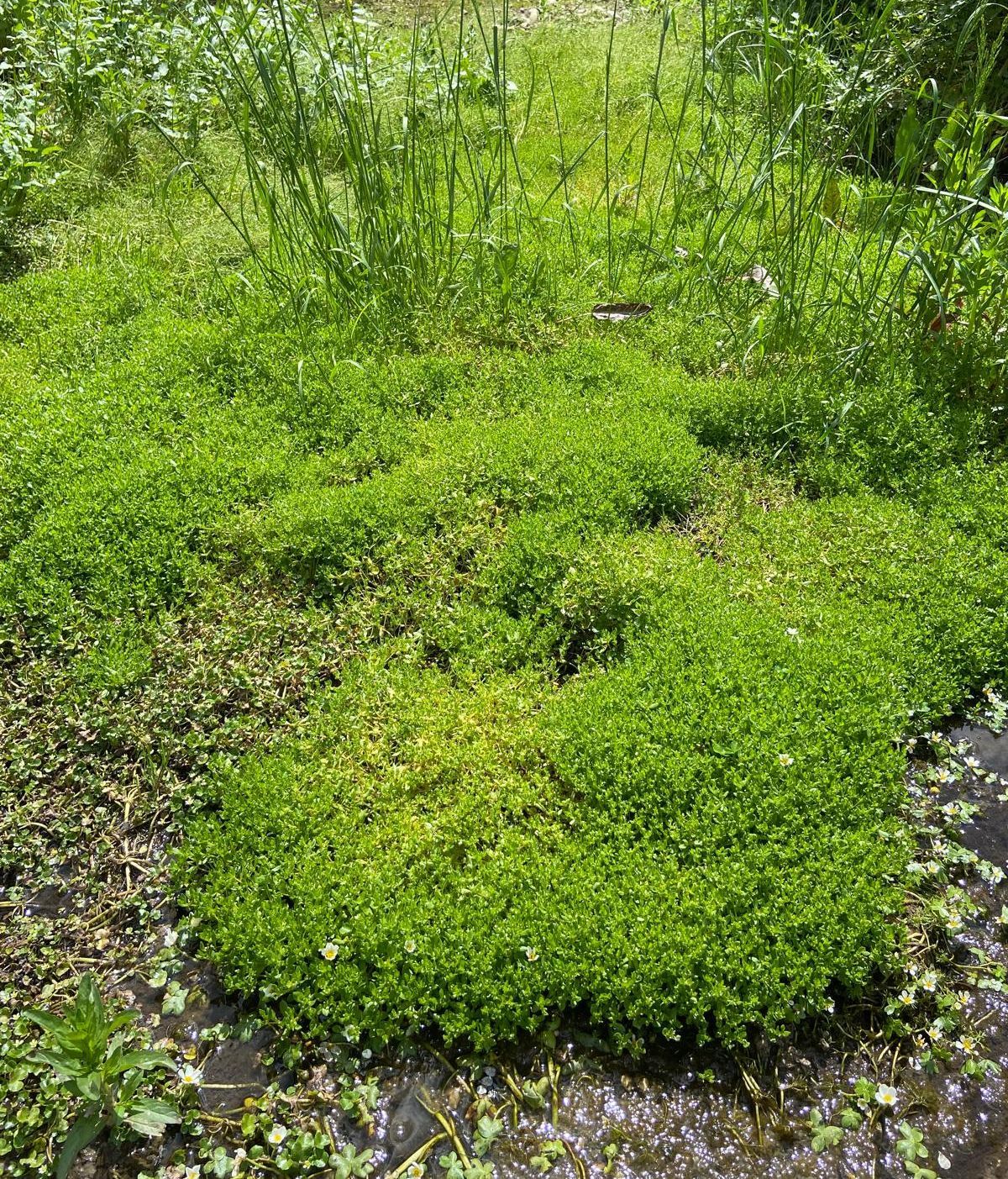 corujas silvestres en zona inundada