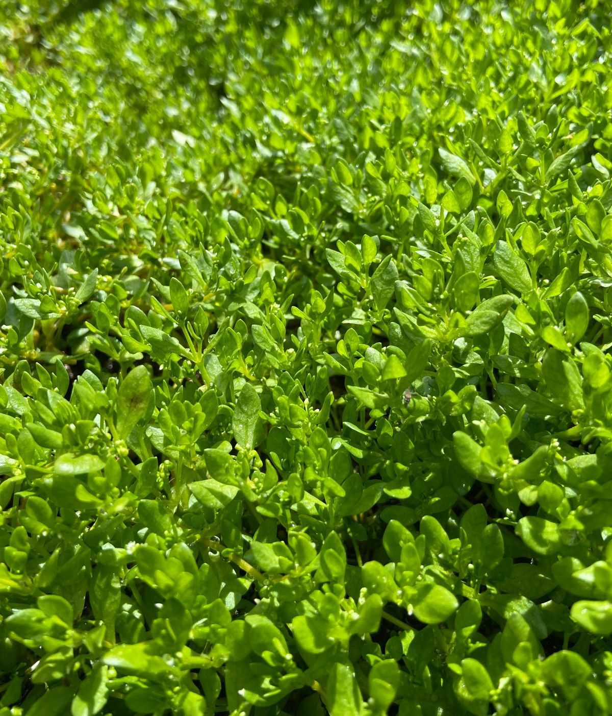 Corujas en la sierra de san vicente toledo