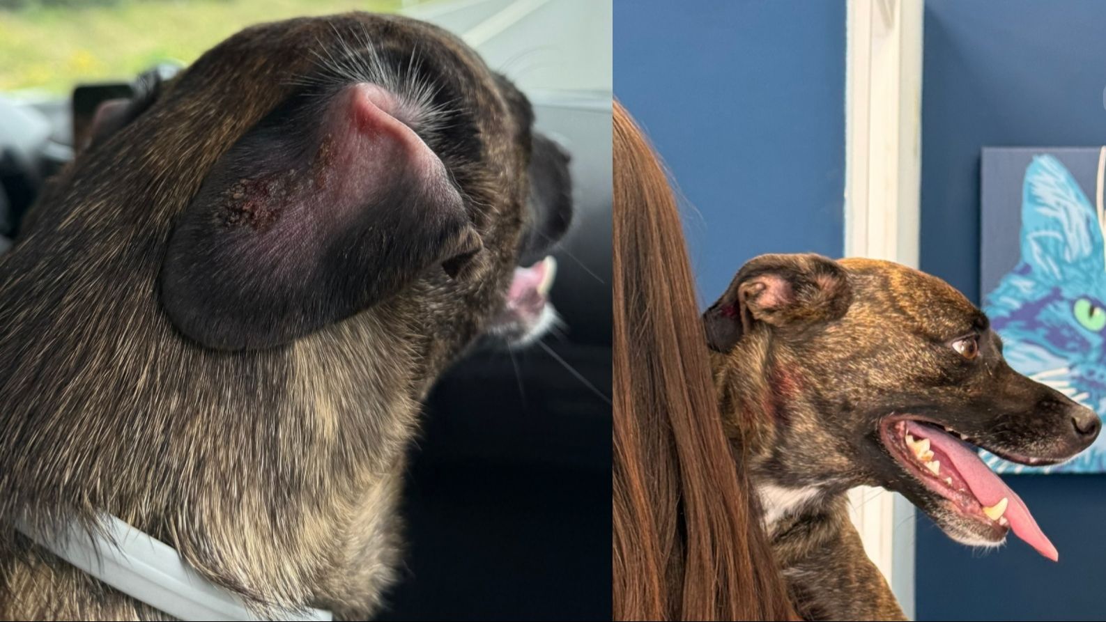 Sofía Suescun corre al veterinario con Luna