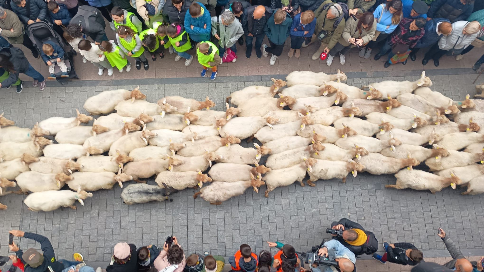 1.500 ovejas han cruzado esta mañana el Casco Antiguo de Ordizia recordando la trashumancia 1.500 ovejas han cruzado esta mañana el Casco Antiguo de Ordizia recordando la trashumancia