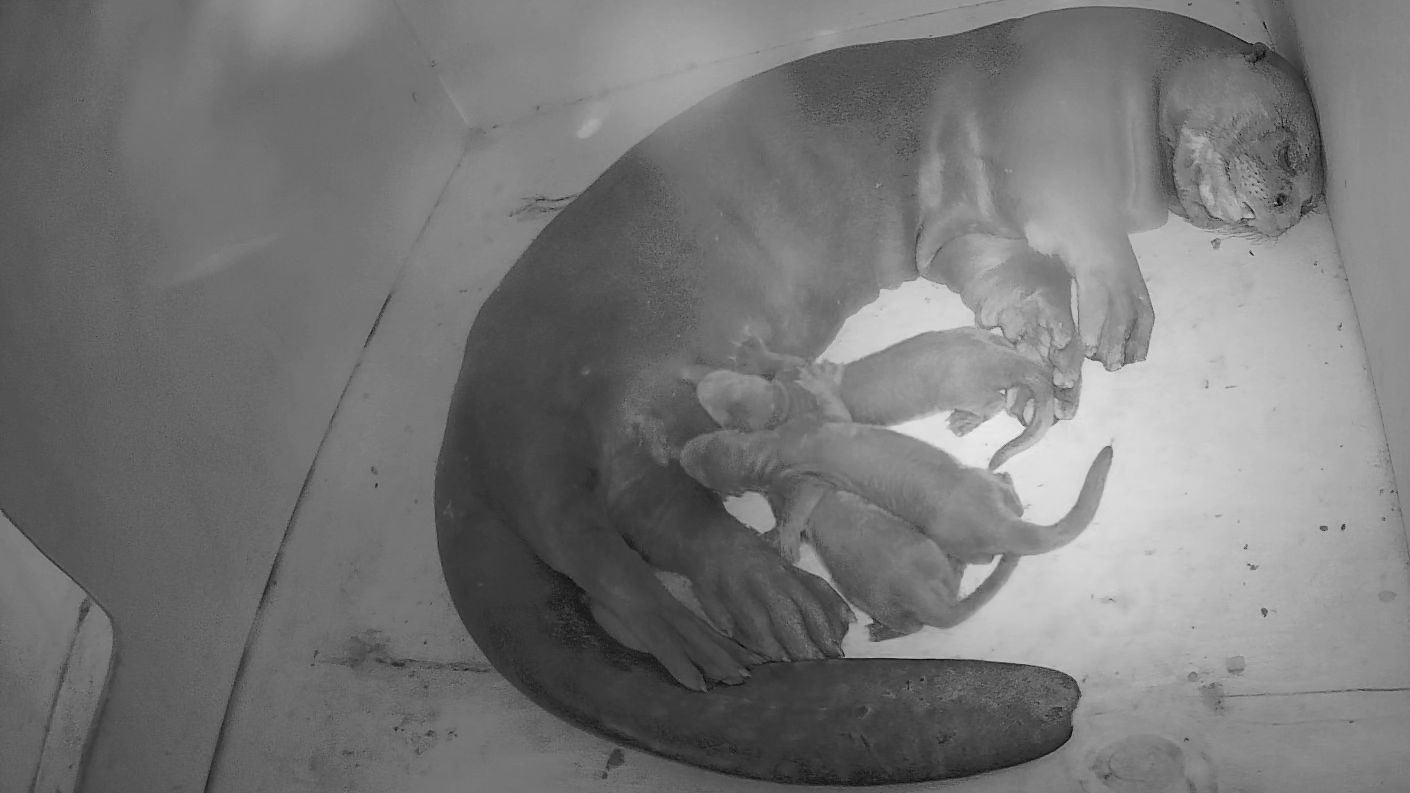 Las crías de nutria gigante maman de su madre