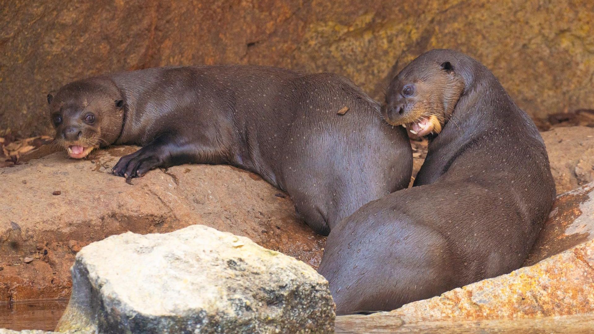 Nacen tres crías de nutria gigante en Bioparc Fuengirola