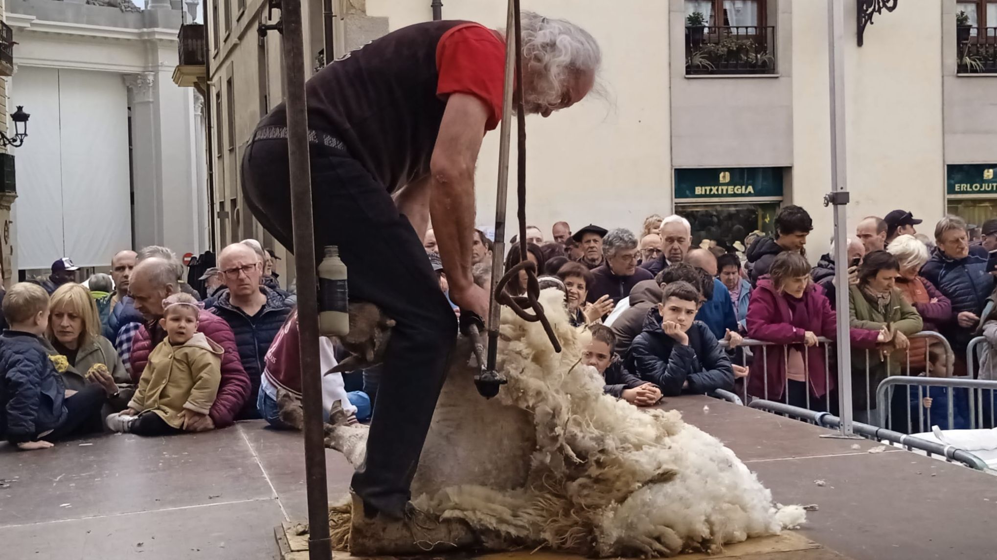 Un pastor muestra la manera en que se esquila a las ovejas