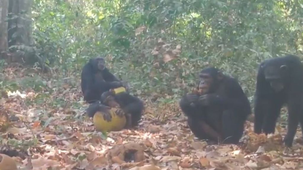 Chimpancés obtienen alcohol de fruta