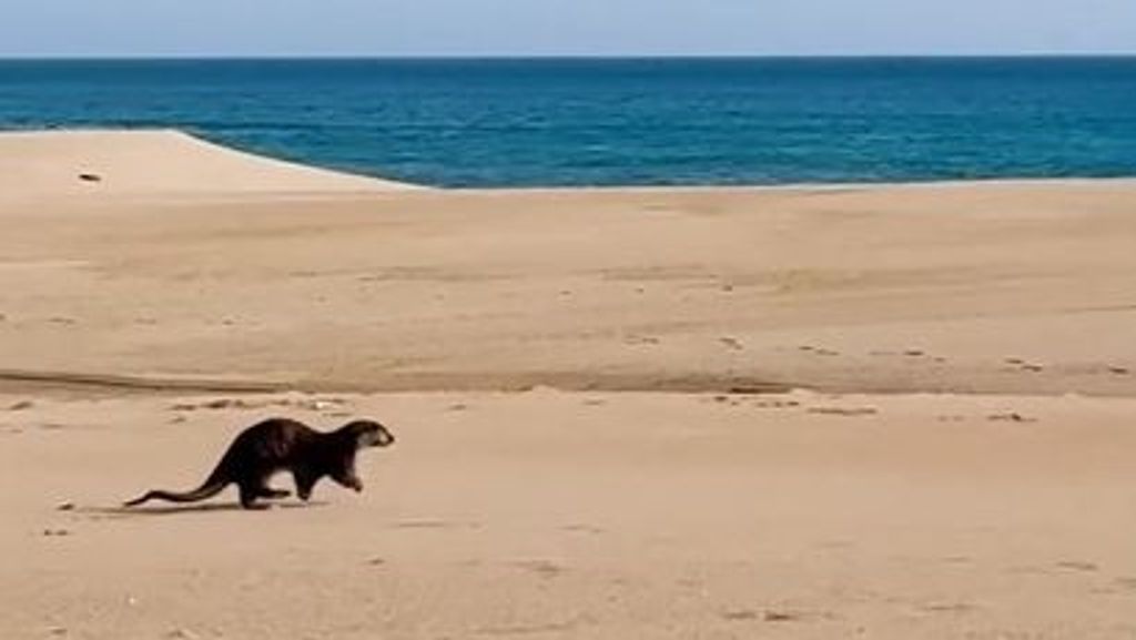Nutria grabada en una playa de Tarifa, Cádiz