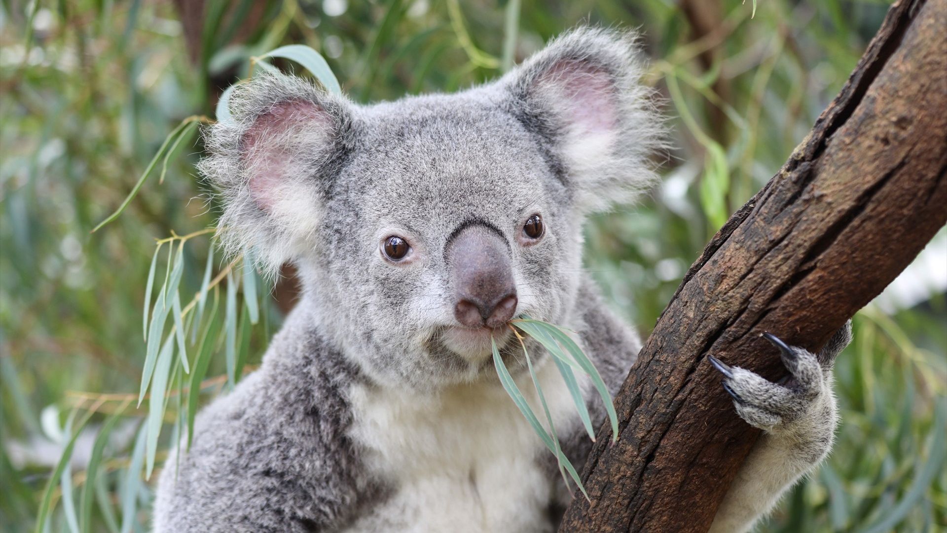 Australia sacrifica con francotiradores desde helicópteros a 750 koalas.