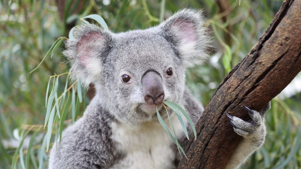 Australia sacrifica con francotiradores desde helicópteros a 750 koalas.