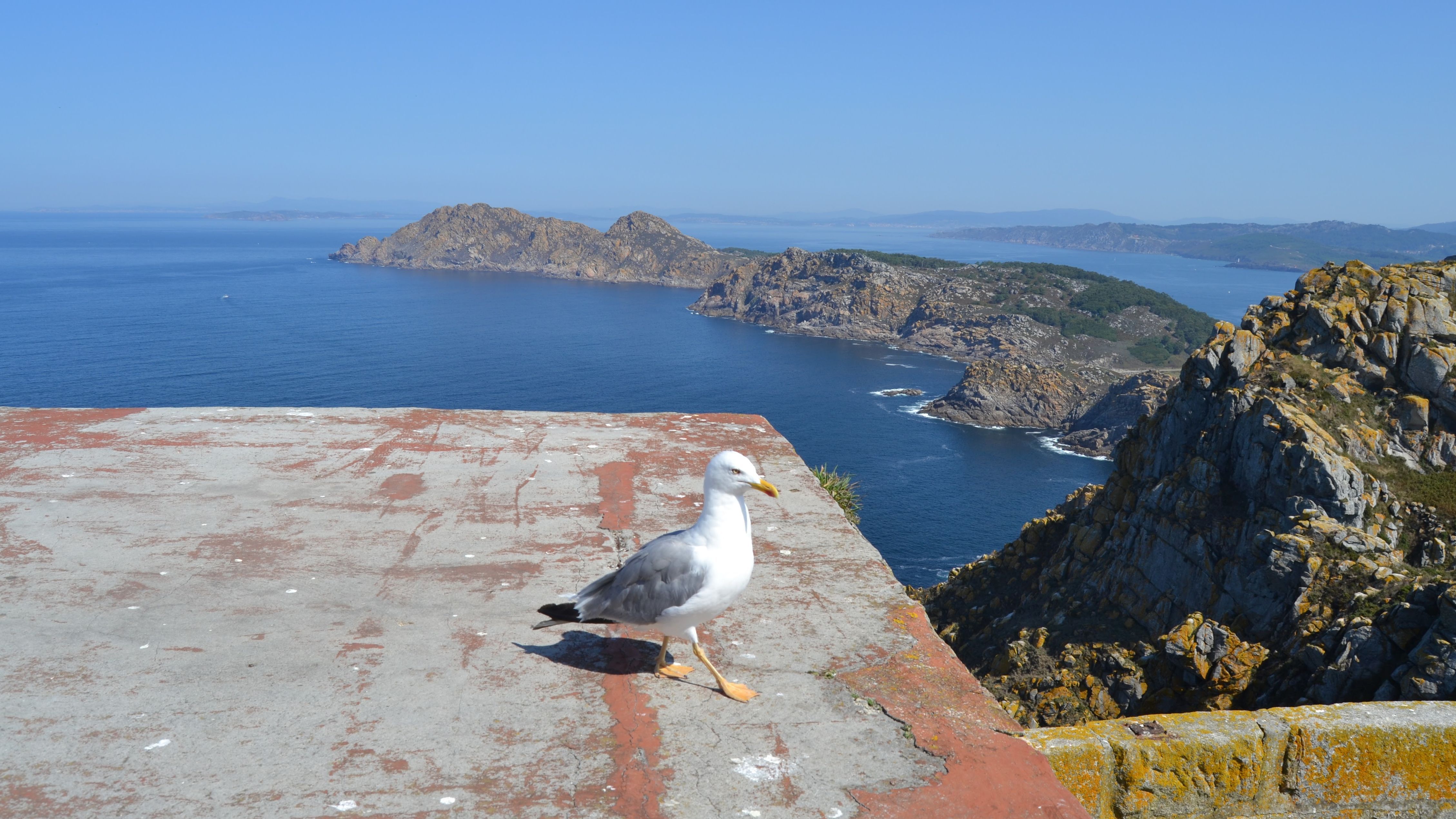 Gaviota patiamarilla en el faro de las Islas Cíes