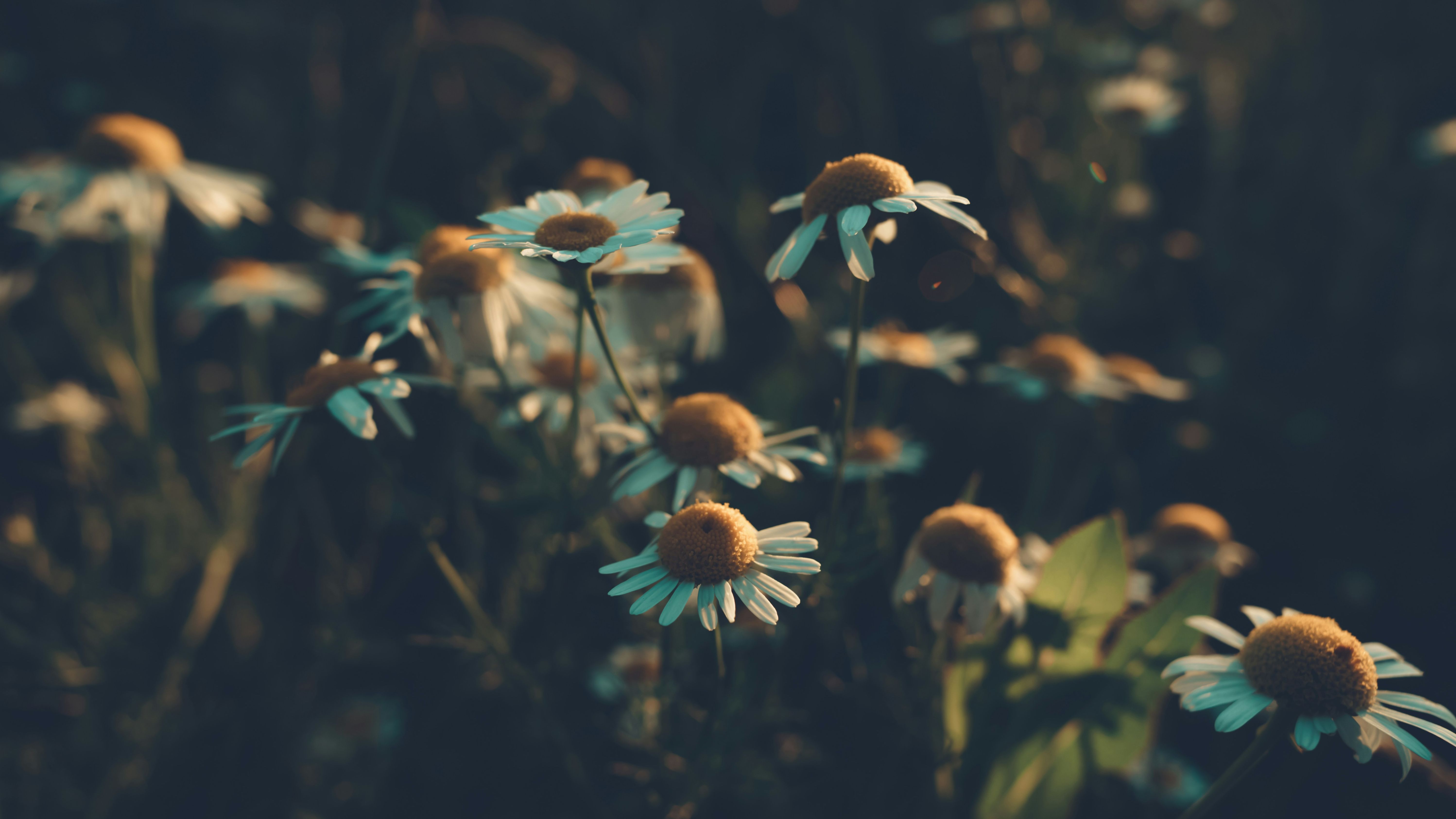 flores unsplash