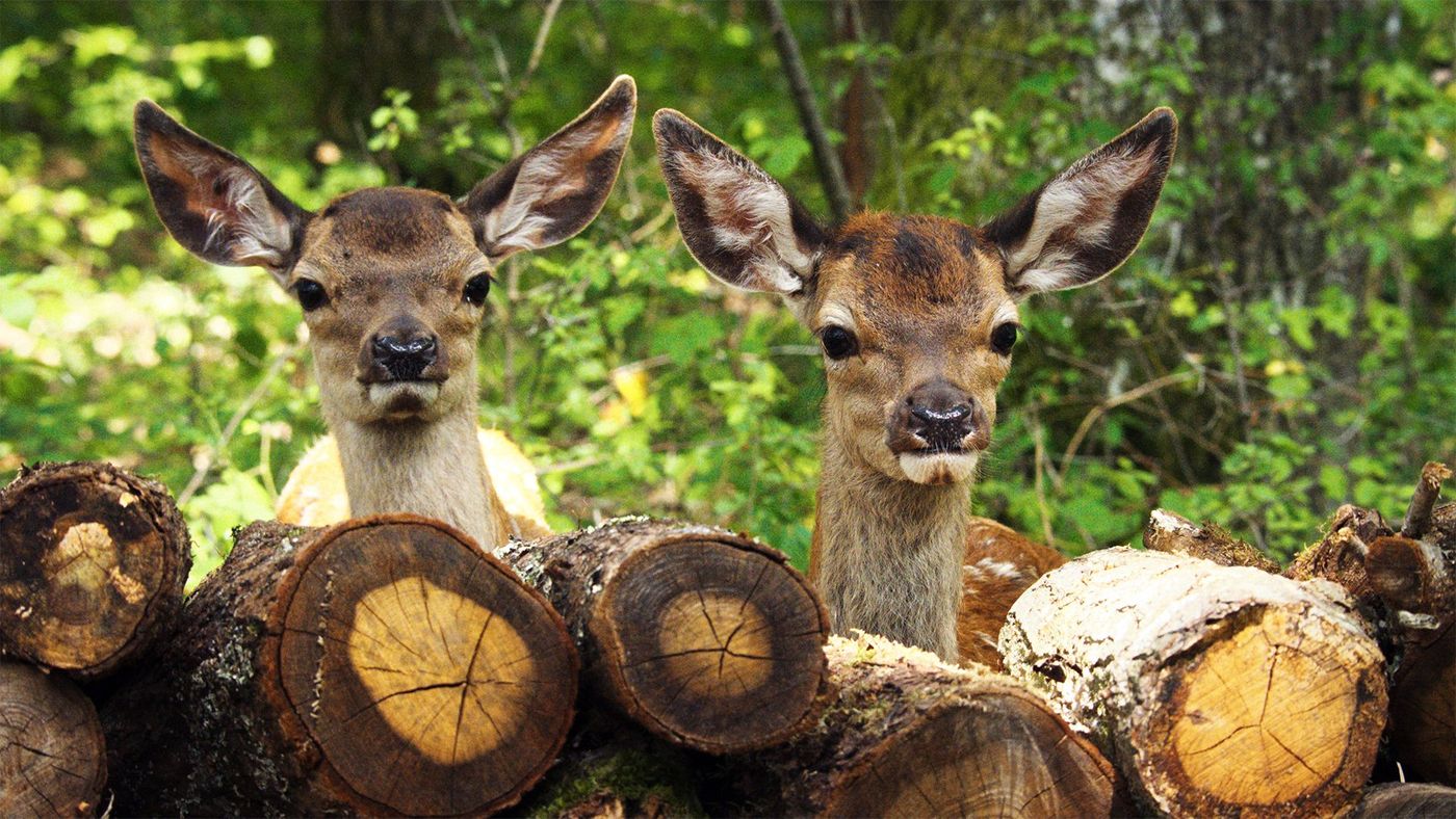 bambi una vida en el bosque 1920x1080 MITELE