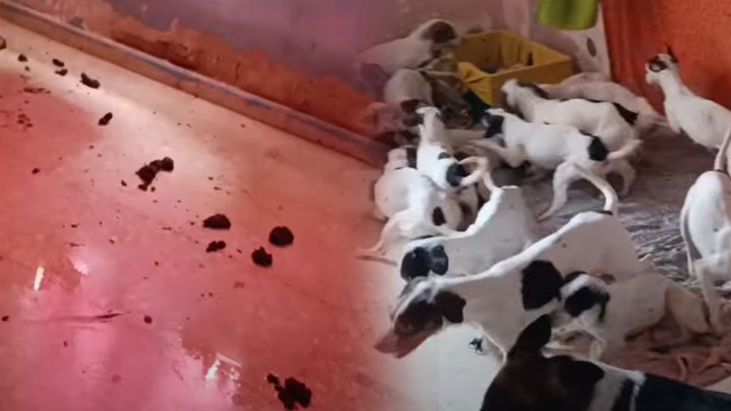 El piso de los horrores de Málaga: una mujer vivía con 33 perros y nueve gatos rodeada de excrementos