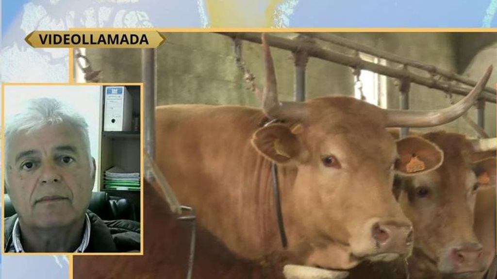 Las consecuencias del gran apagón en las granjas de vacas: ¿subirá el precio de la leche?