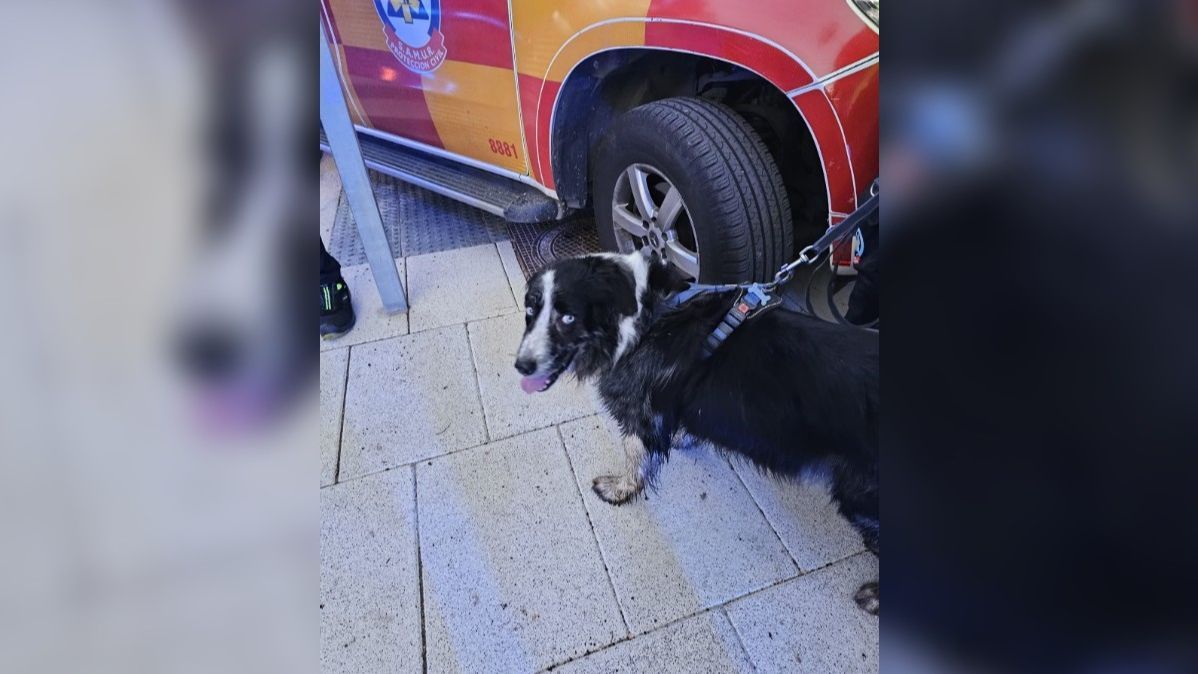 Perro rescatado del río Manzanares