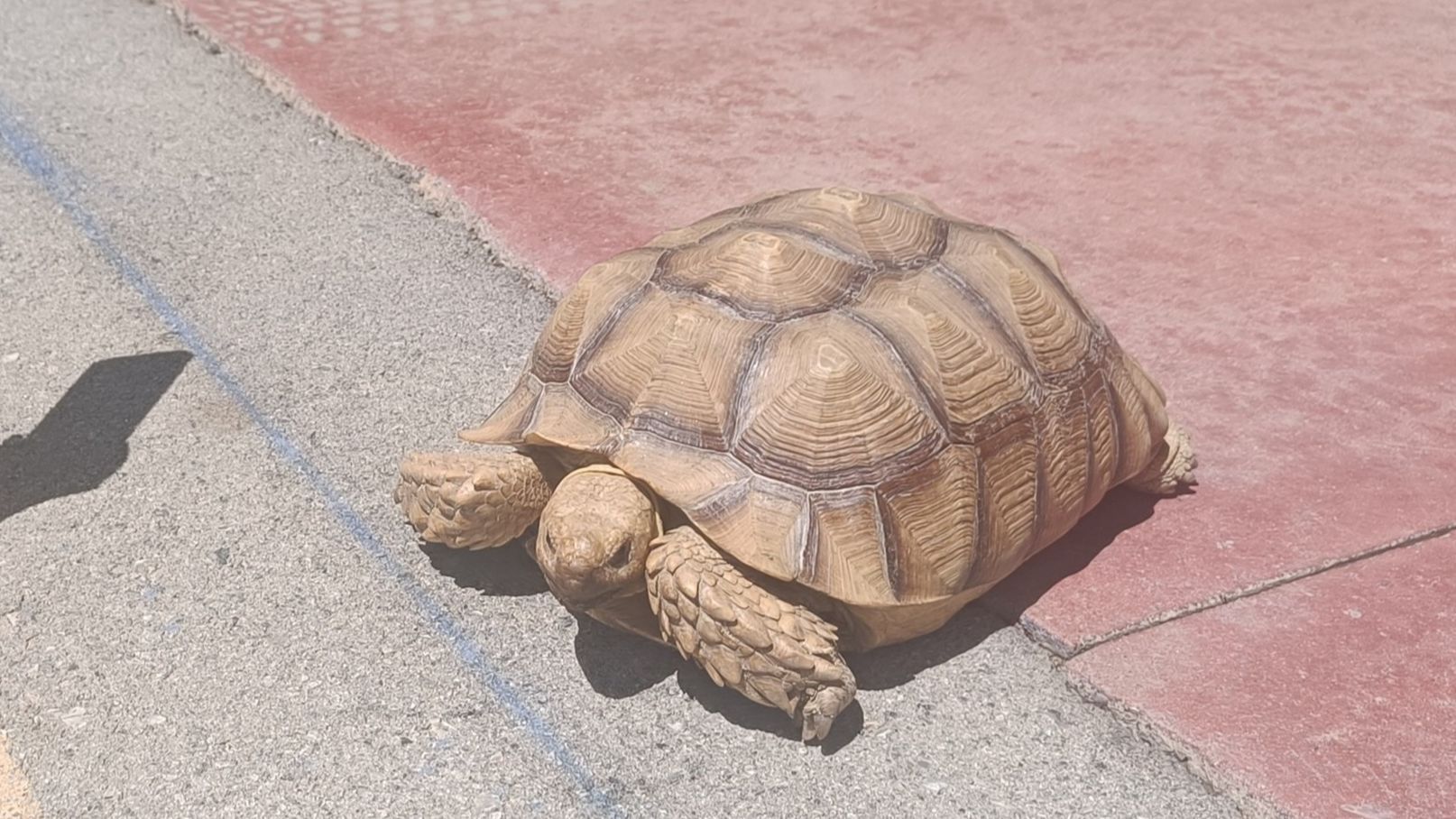 Tortuga de grandes dimensiones