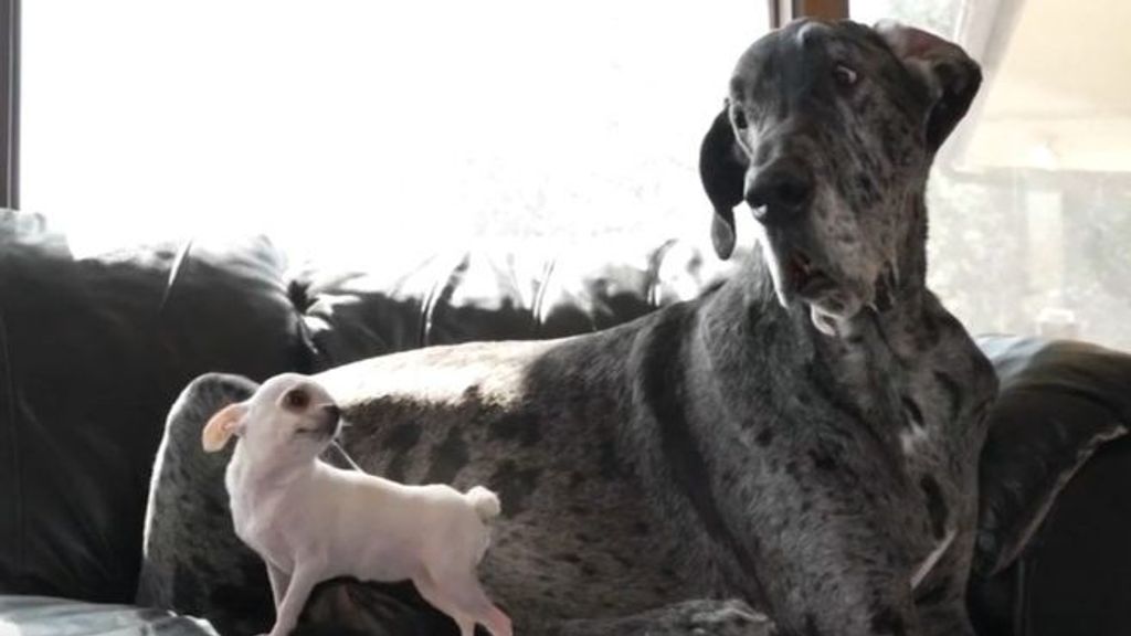 El perro más grande y el más pequeño del mundo consiguen el Guiness World Record