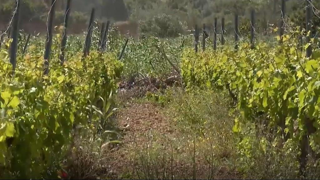 El sector del campo de Valencia alerta sobre la invasión de la caña tras el paso de la DANA