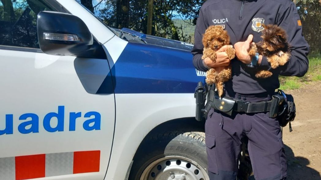 Los cachorros rescatados, junto a un agente de los Mossos d'Esquadra