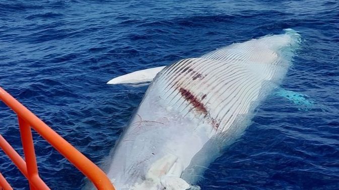 El cadáver de un cetáceo aparece a 6,5 kilómetros del puerto de San Cristóbal, en Las Palmas de Gran Canaria