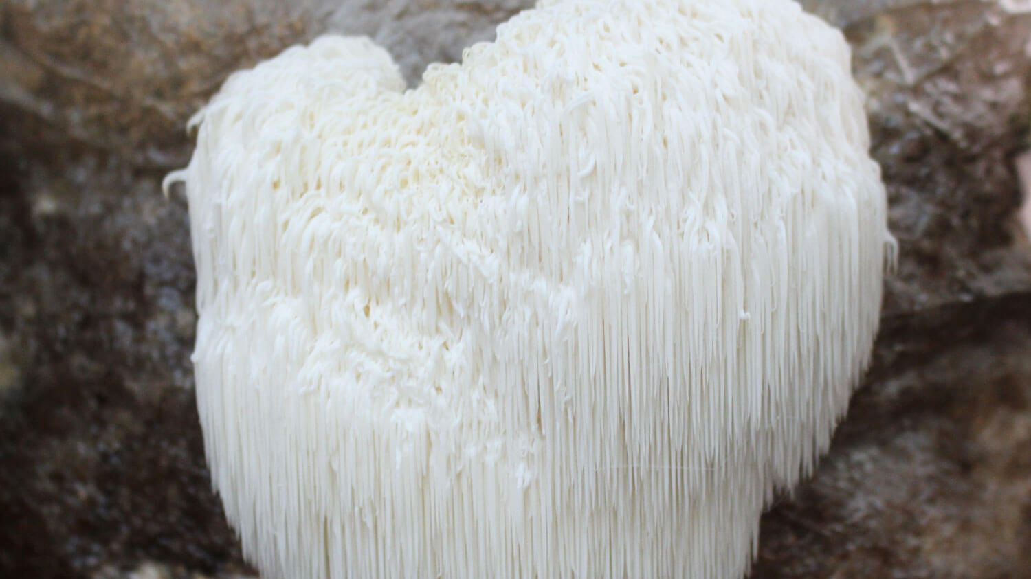 Melena de león en la naturaleza