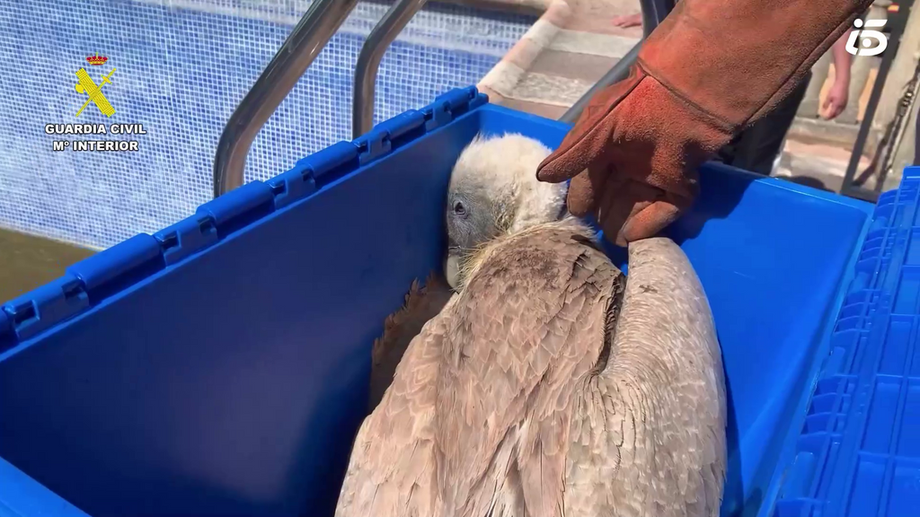 El Seprona rescata un buitre leonado atrapado en una piscina en Ibi