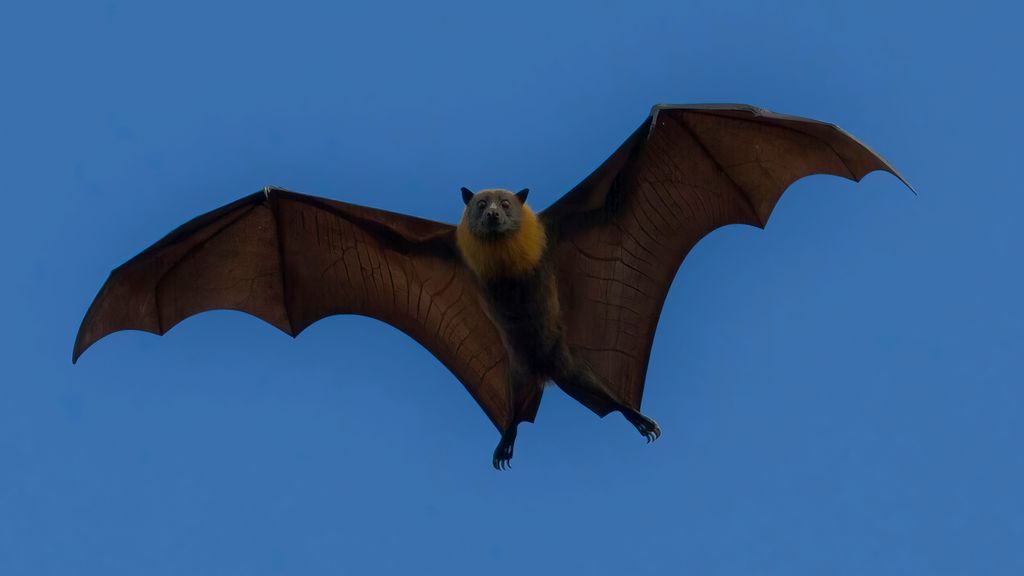 Murciélagos, esos mamíferos voladores que no dejan de sorprendernos