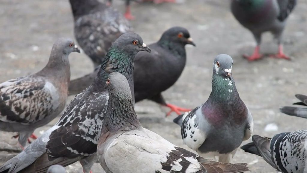 Palomas