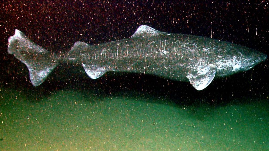Somniosus microcephalus