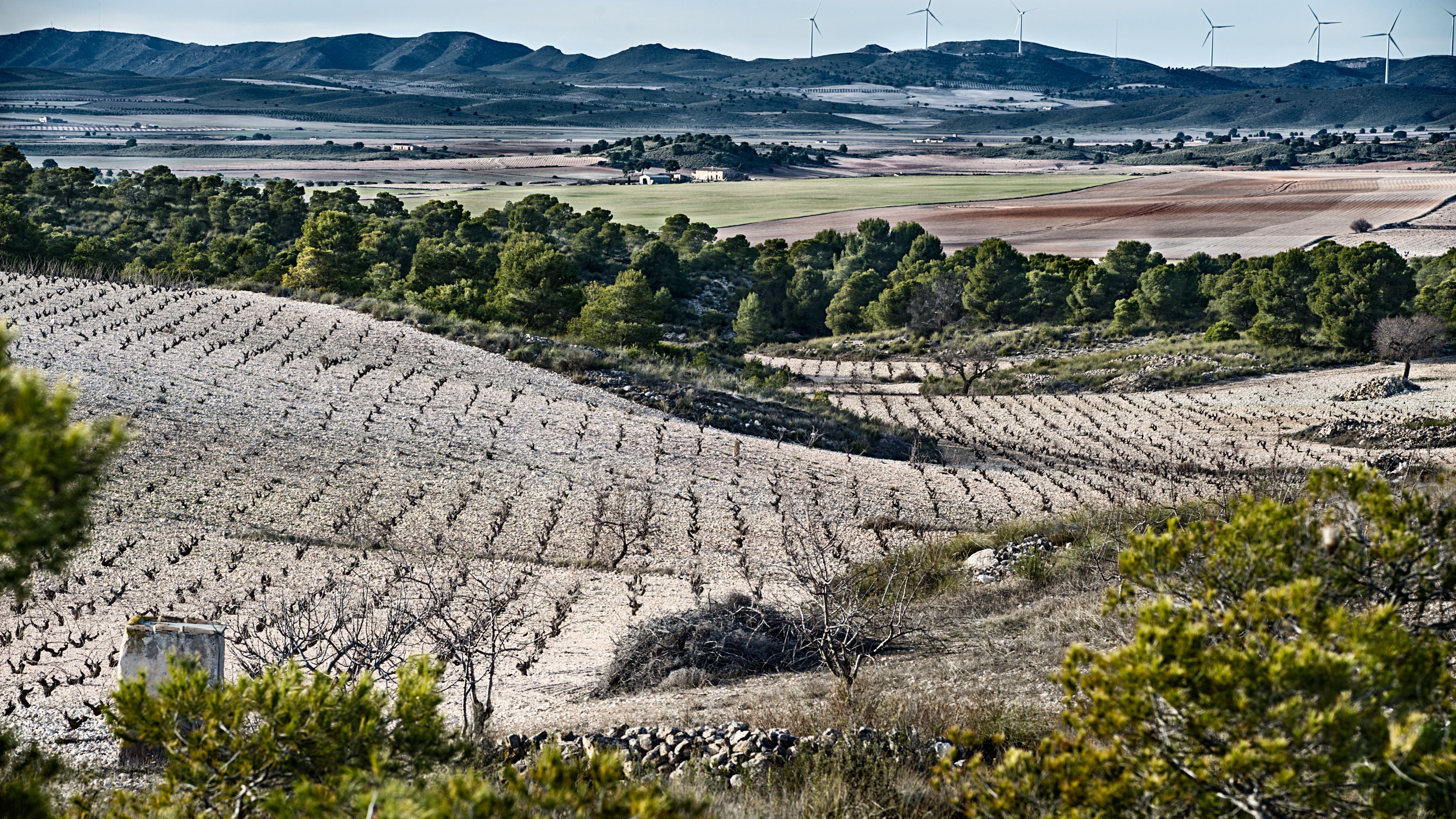 Viñedo monastrell