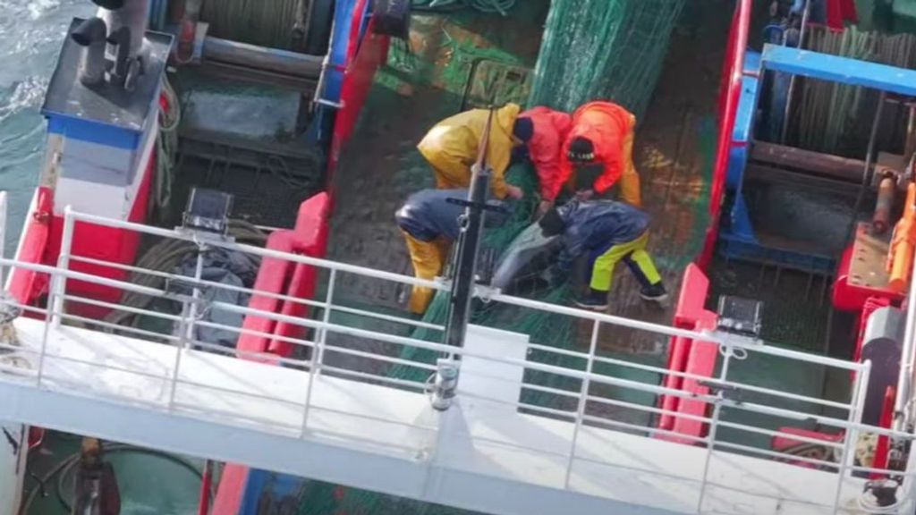 Denuncian al patrón de un barco gallego que capturó 18 delfines