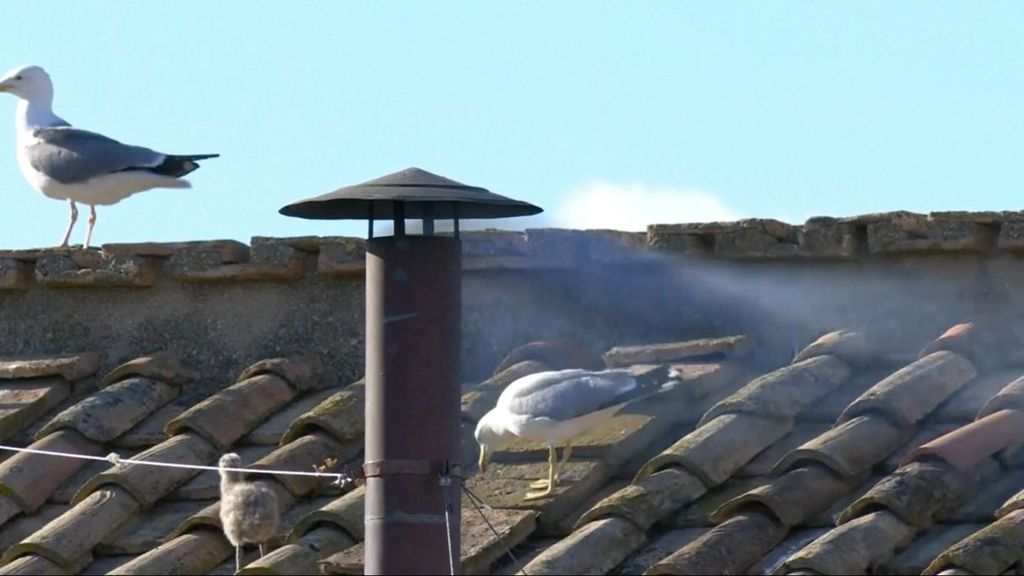 La anécdota de la fumata blanca: una gaviota alimentaba a su polluelo junto a la chimenea y se tuvieron que ir por el humo