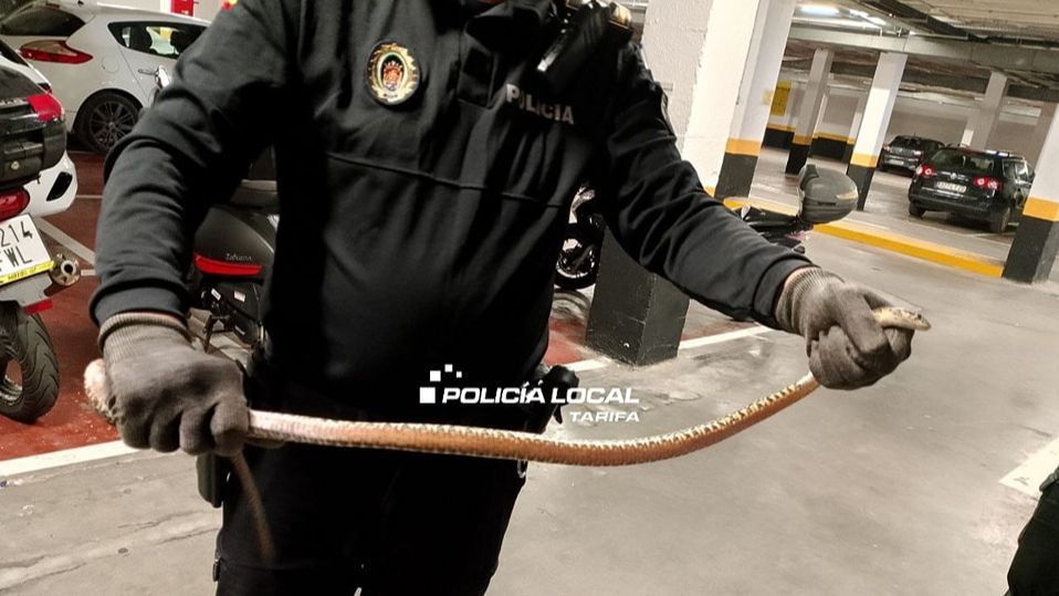 Serpiente capturada por la Policía Local de Tarifa