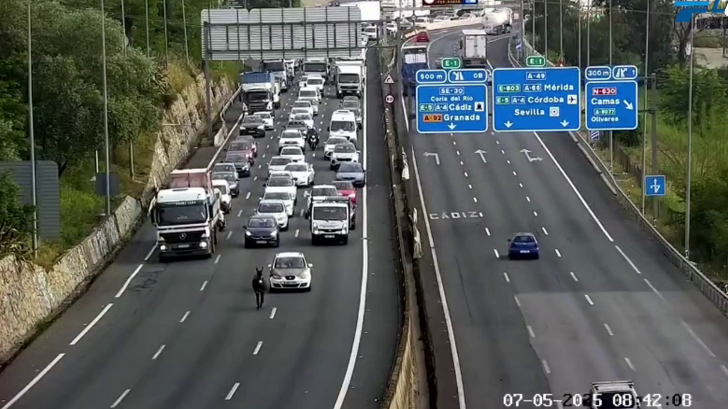 Un burro se escapa de la Feria de Abril y colapsa la A-49 en la salida de Sevilla