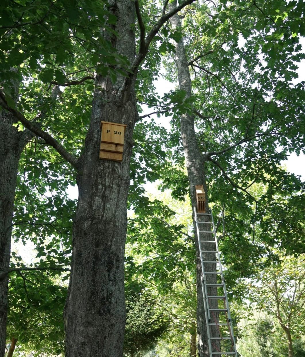 Uno de los refugios para murciélagos ya instalados en Moaña
