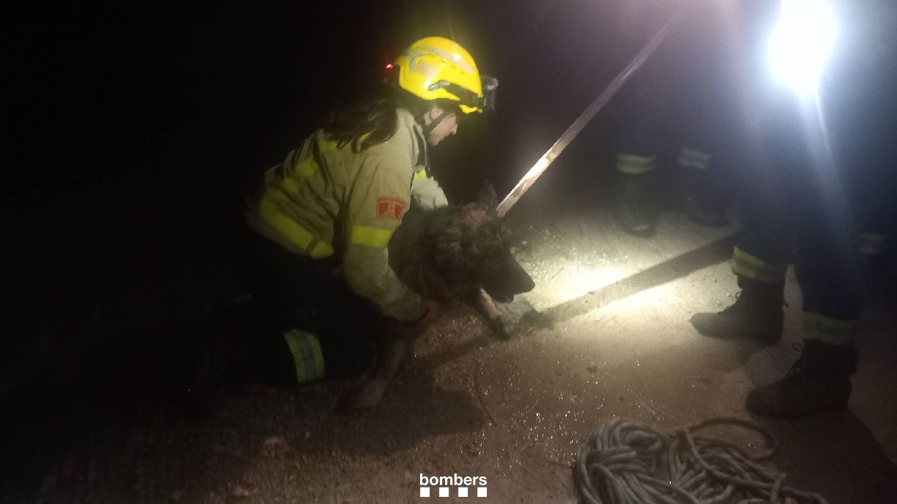 El animal rescatado por los Bomberos en Roquetes