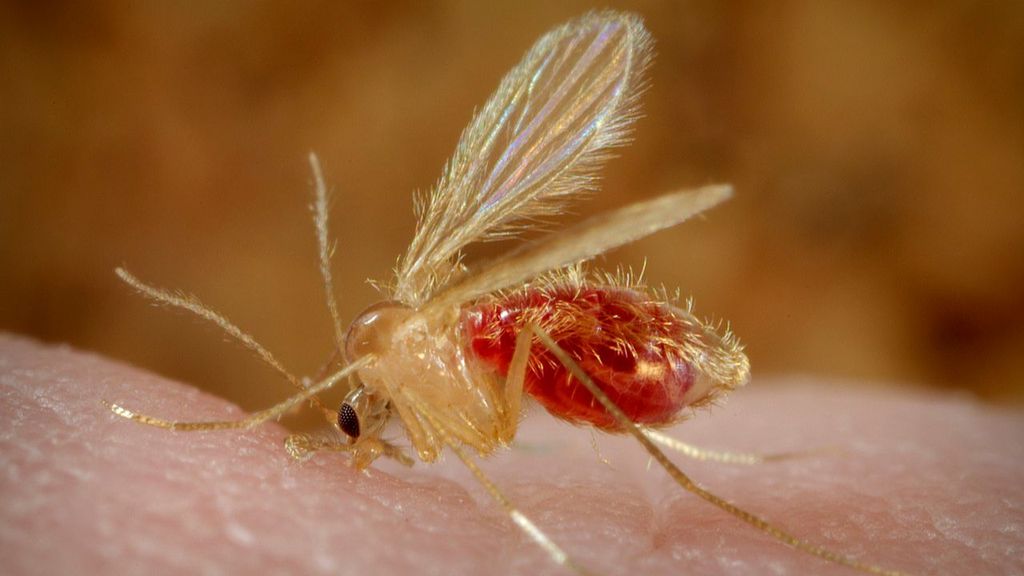 Flebótomo hembra que causa la leishmaniosis