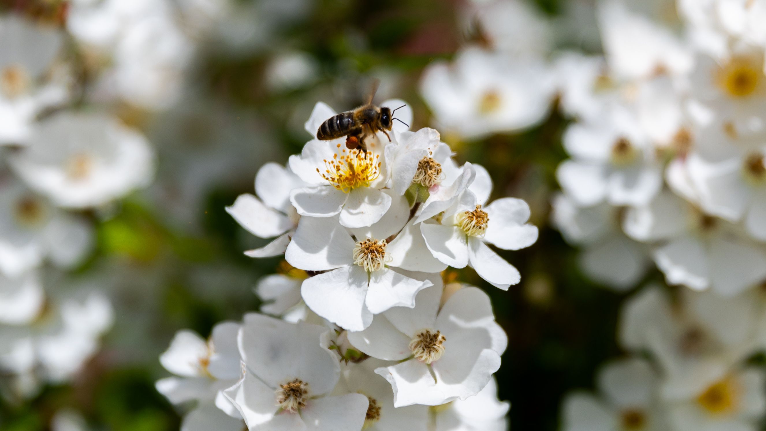 Una abeja posada en una flor