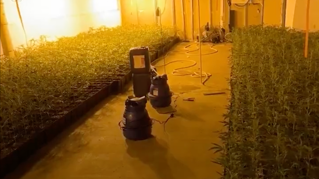 Plantacion marihuana Barcelona