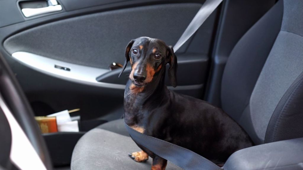 ARNES PERRO COCHE