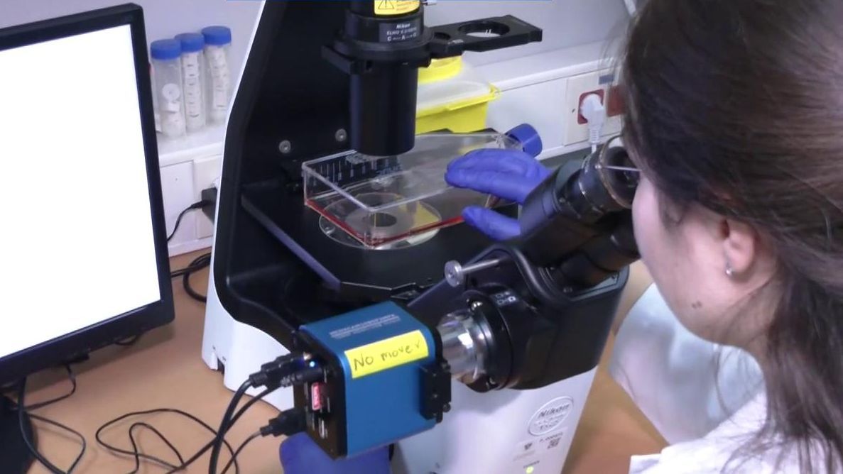 El biogel de la Universidad de Granada que recrea la piel y acelera la cicatrización: "Facilitamos a la naturaleza su trabajo"