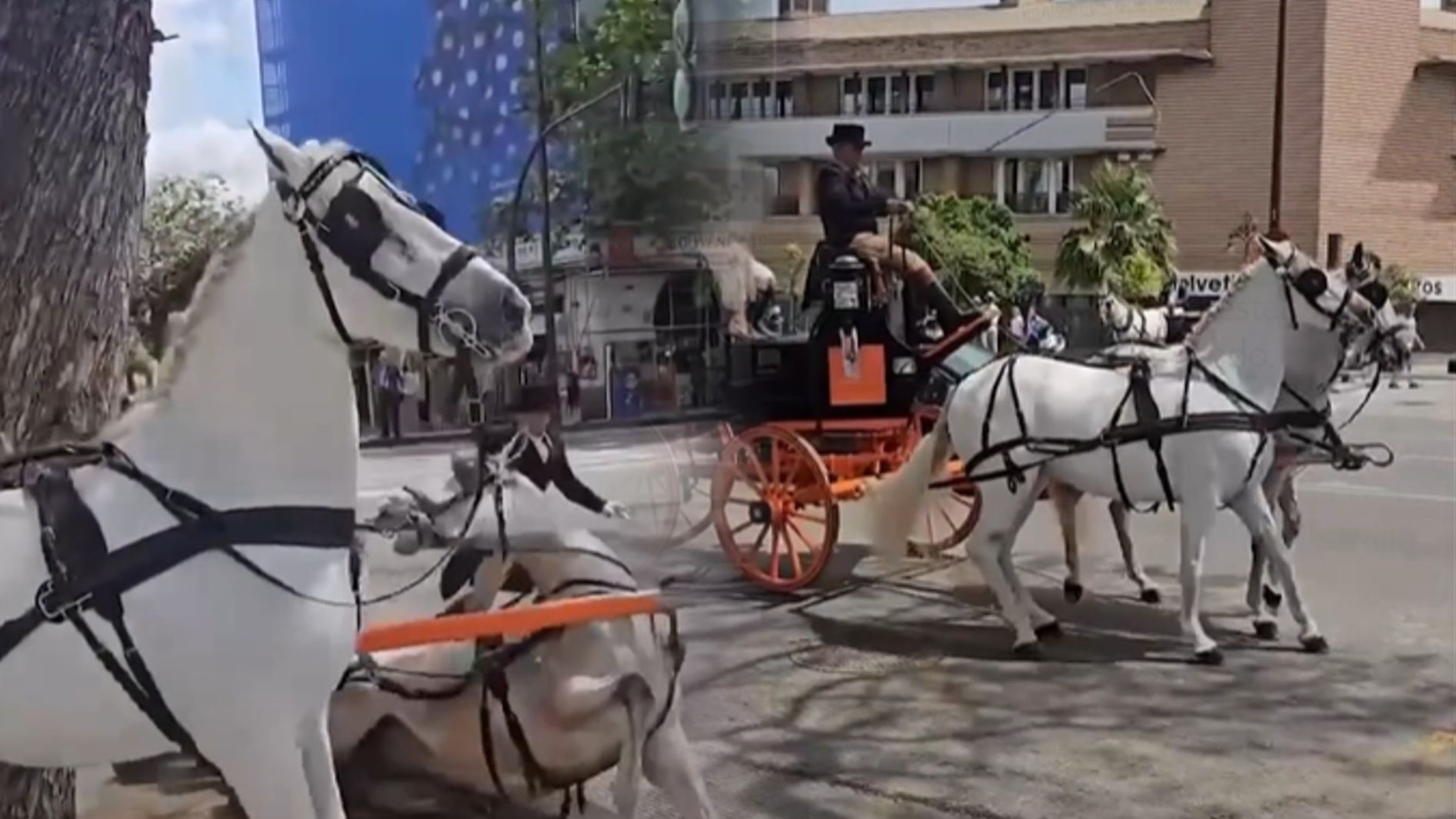 Pacma denuncia las "terribles imágenes" de unos caballos "obligados a trabajar hasta desfallecer" en la Feria de Sevilla