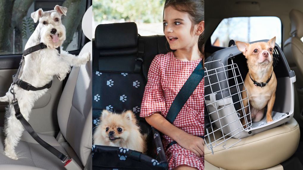 SUJECION DE PERROS EN COCHE - 1