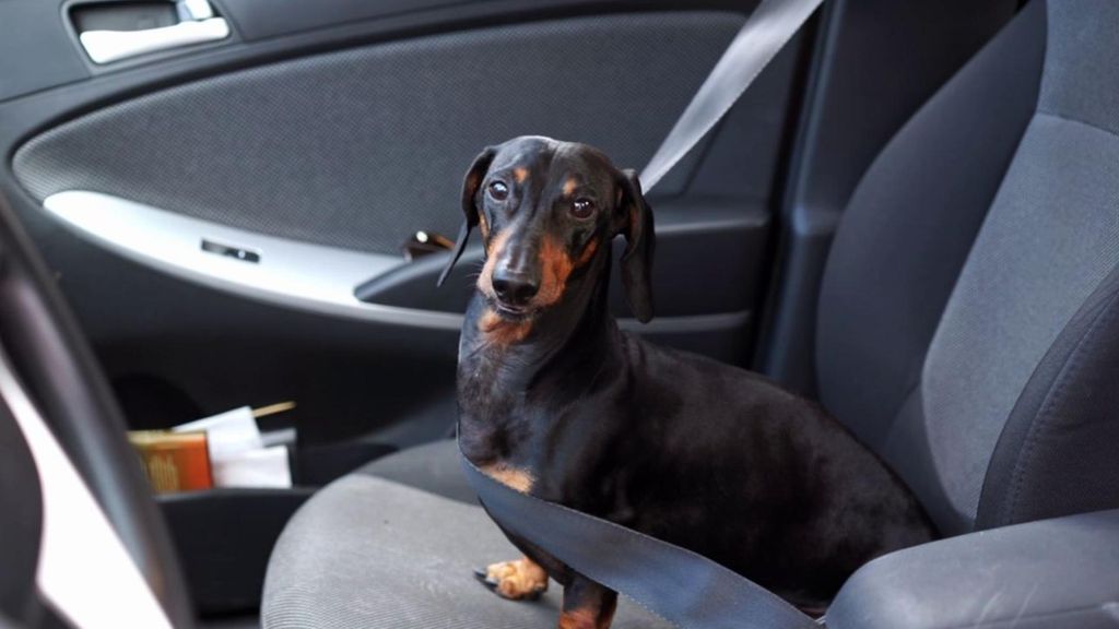 ARNES PERRO COCHE