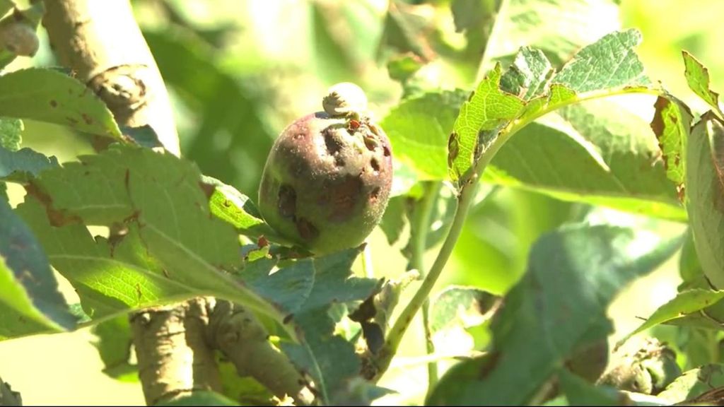 Las granizadas del fin de semana destrozan los cultivos en Murcia, Valencia y Cataluña: "Todo tirado a la basura por 20 o 30 minutos"