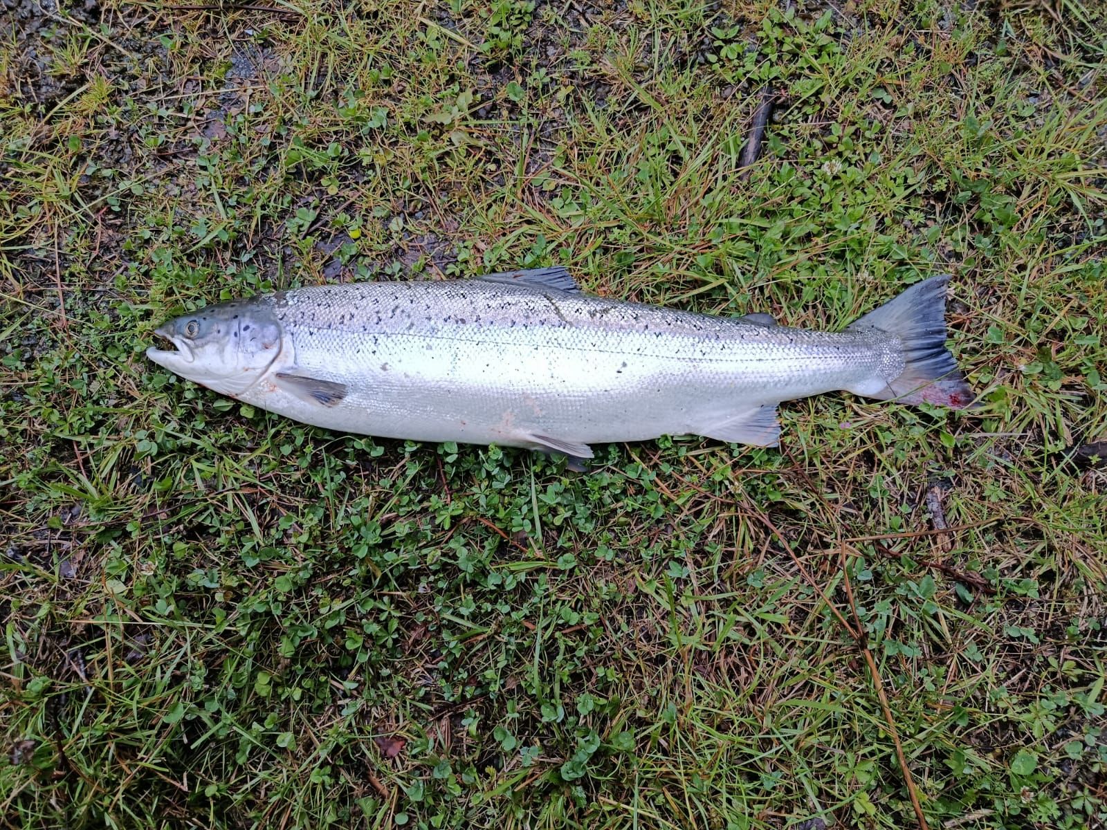 El salmón ha medido 79 centímetros y pesado 5.250 gramos