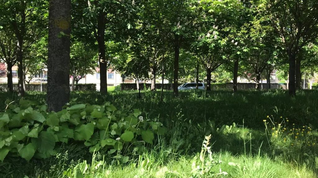 La hierba crece sin control en paseos, jardines y parques