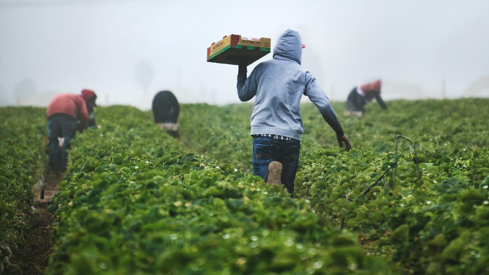 Ponerse al tajo: trabajadores del campo