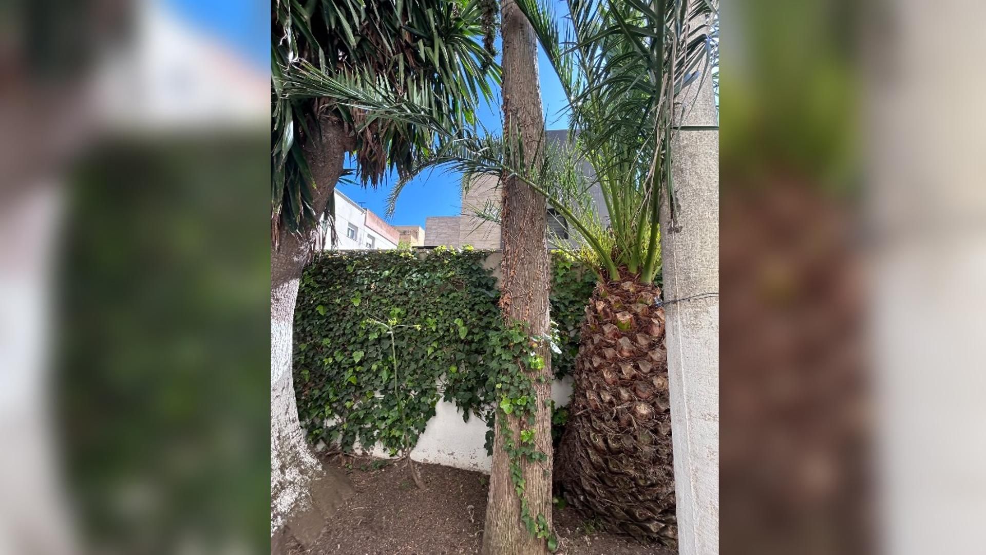 Ciprés de la urbanización Bahía Blanca de Cádiz